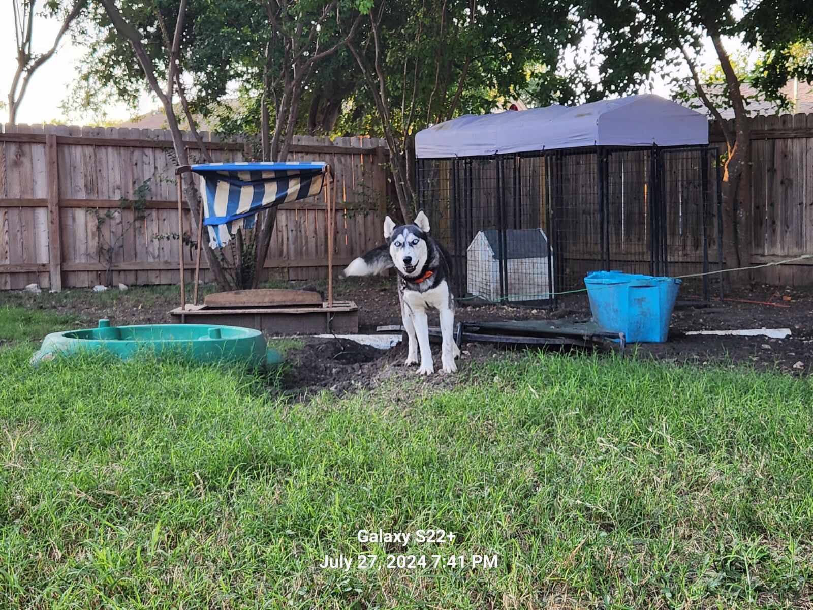 Enlarge Aurora, a Adopted Husky in Converse, TX image 3/5