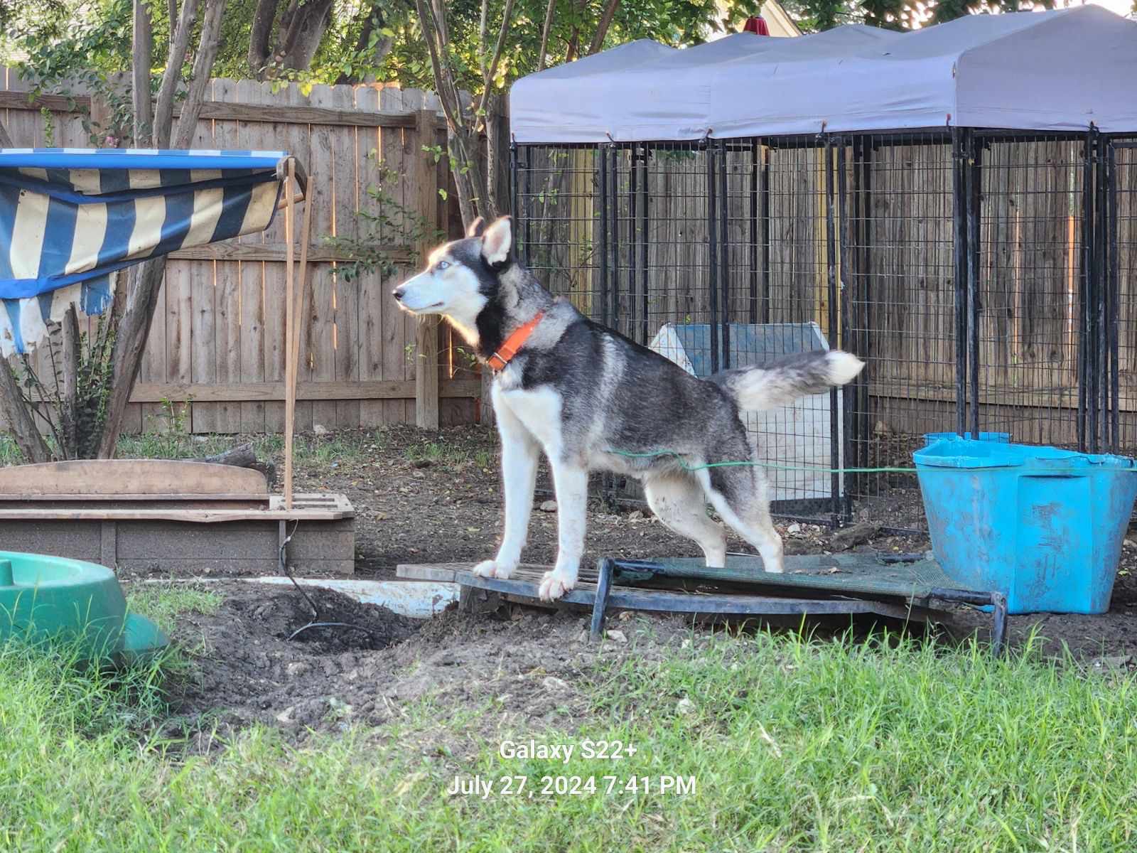 Enlarge Aurora, a Adopted Husky in Converse, TX image 4/5
