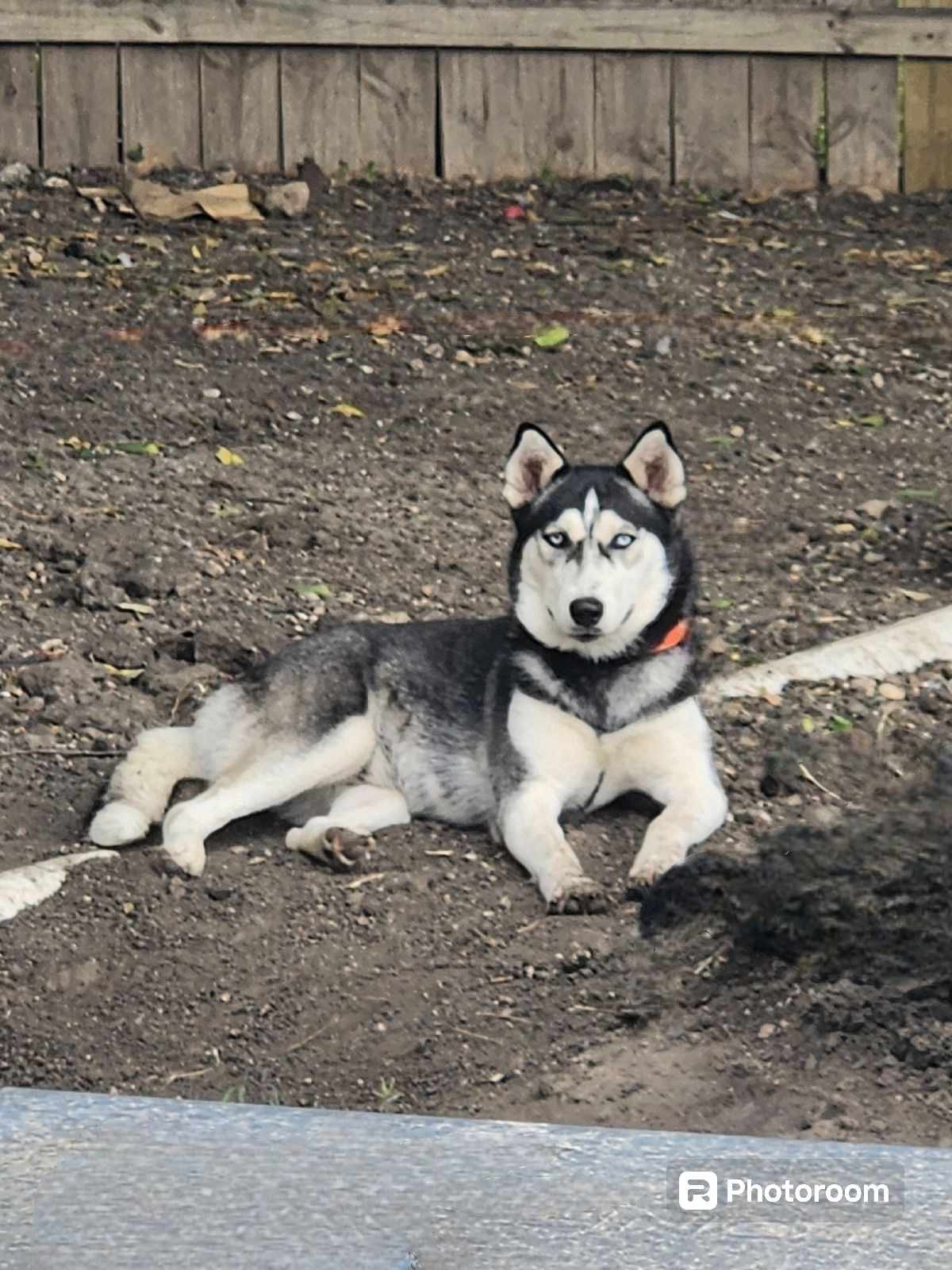 Enlarge Aurora, a Adopted Husky in Converse, TX image 5/5