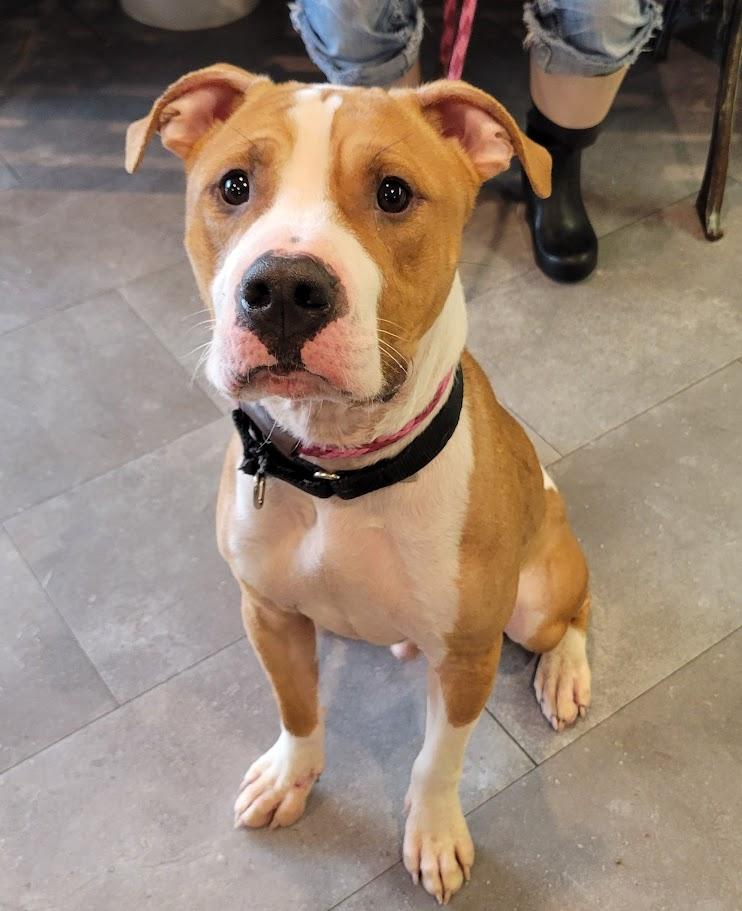 Enlarge Marshall, a ADOPTABLE mixed breed in Lisbon, OH image 4/6