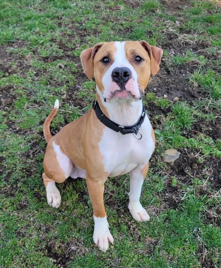 Enlarge Marshall, a ADOPTABLE mixed breed in Lisbon, OH image 1/6