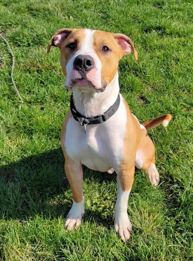 Enlarge Marshall, a ADOPTABLE mixed breed in Lisbon, OH image 5/6