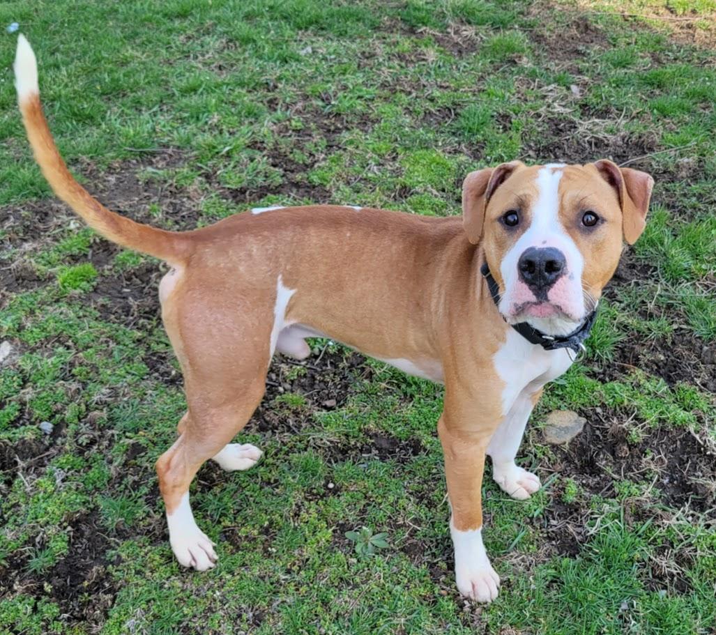 Enlarge Marshall, a ADOPTABLE mixed breed in Lisbon, OH image 3/6