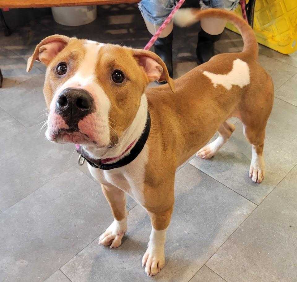 Enlarge Marshall, a ADOPTABLE mixed breed in Lisbon, OH image 6/6