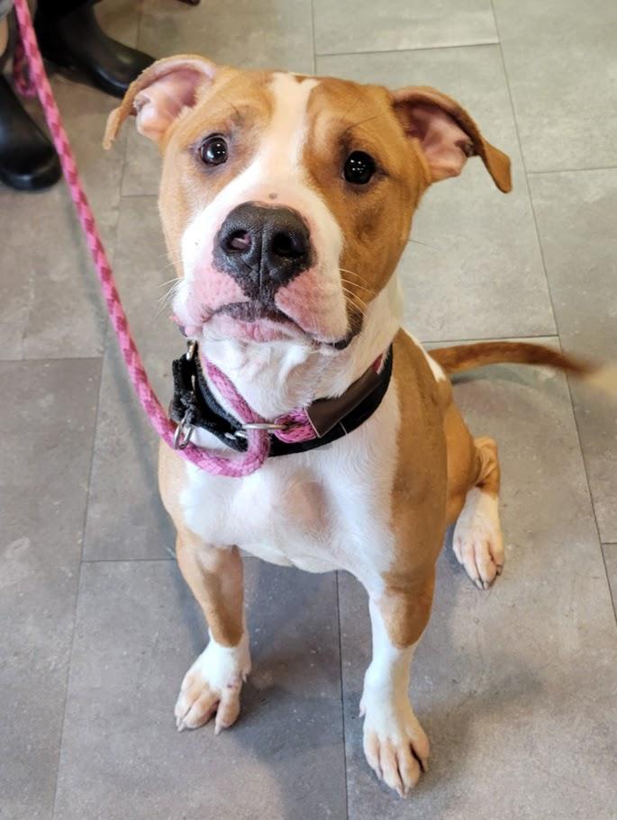 Marshall, ADOPTABLE, Young Male Pit Bull Terrier.