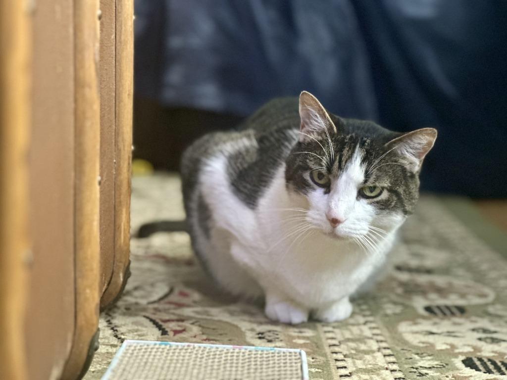 Molly — thumbnail 2