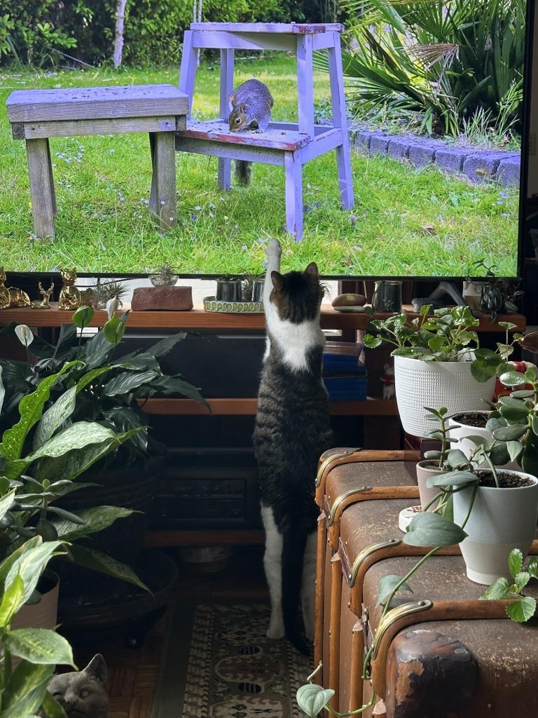 Enlarge Molly, a Adoptable mixed breed in Cumberland, ME image 3/3