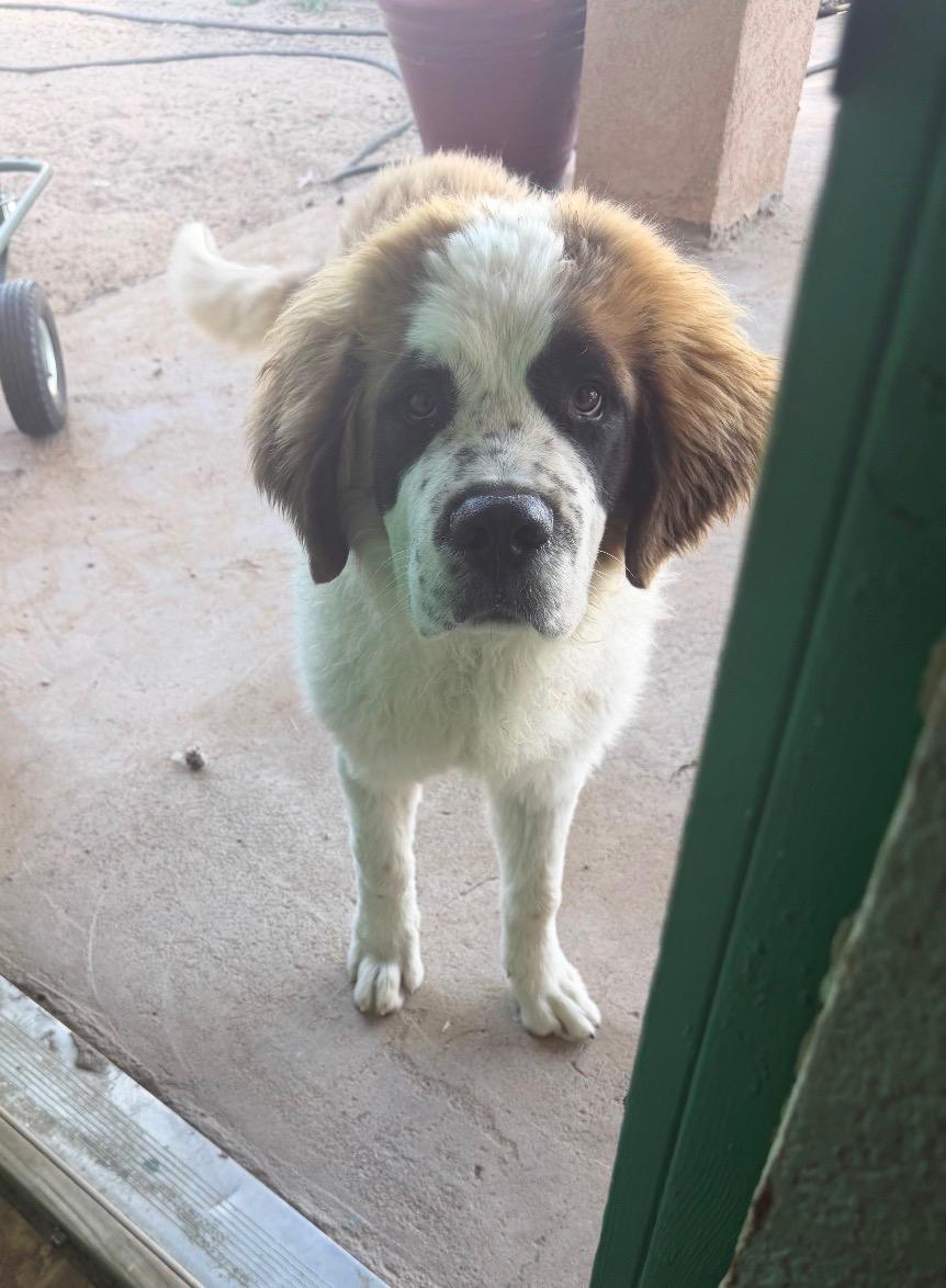 King, adopted, Young Male Saint Bernard.