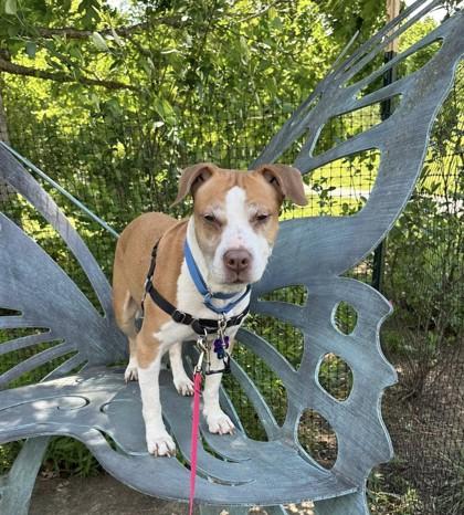 Koko, Adoptable, Adult Female Mixed Breed & Mixed Breed.