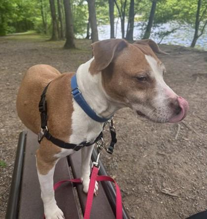 Koko, a Adoptable mixed breed in Fairfax, VA image 2/3