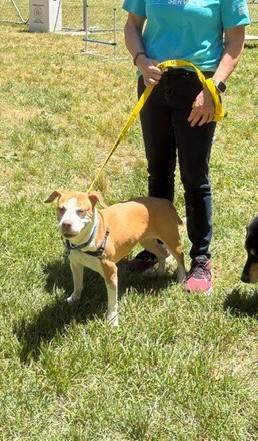 Koko, a Adoptable mixed breed in Fairfax, VA image 3/3