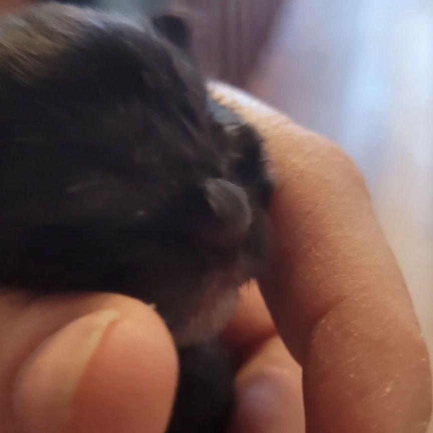 Enlarge Sage, a Adoptable American Shorthair in Midland, MI image 3/3