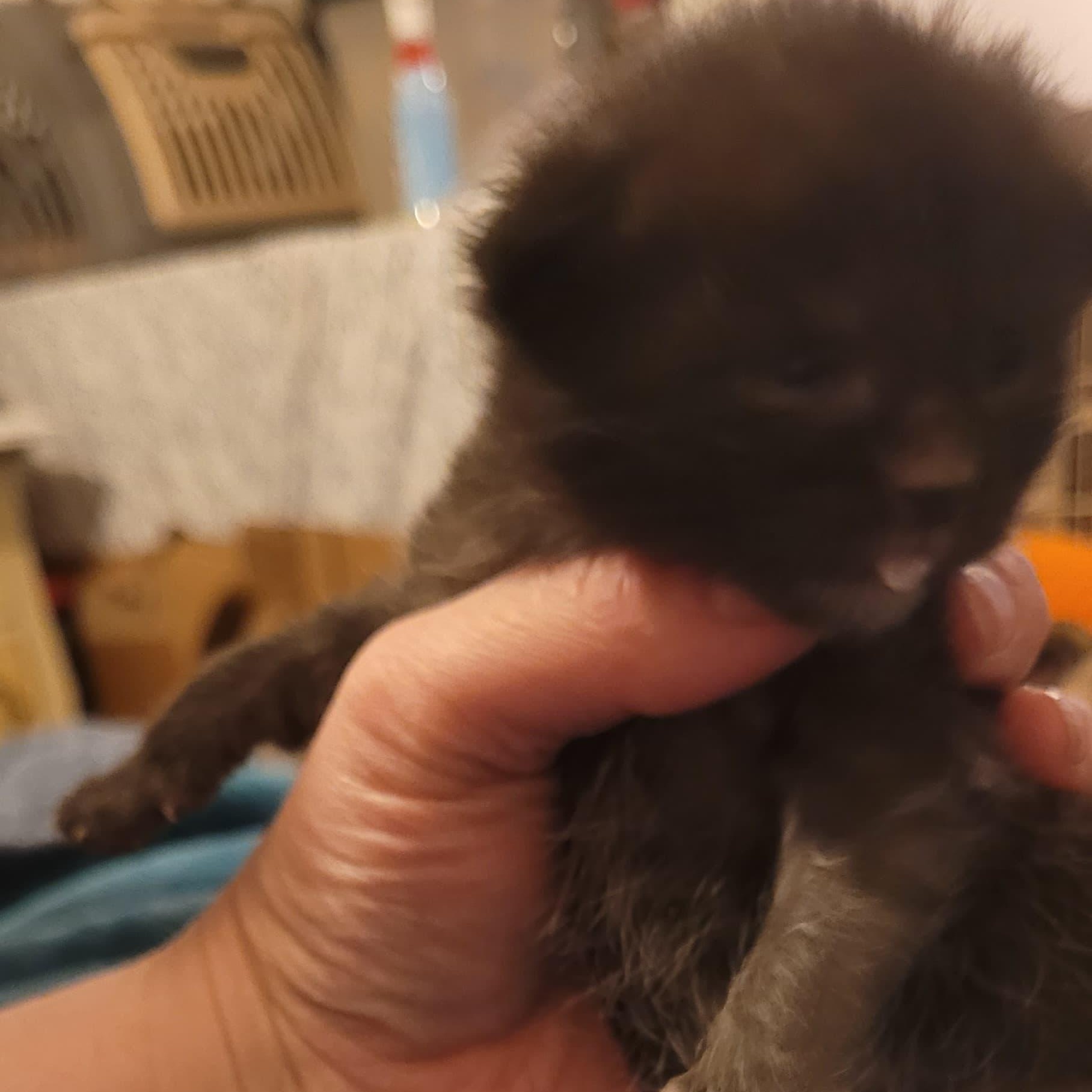 Enlarge Sage, a Adoptable American Shorthair in Midland, MI image 2/3