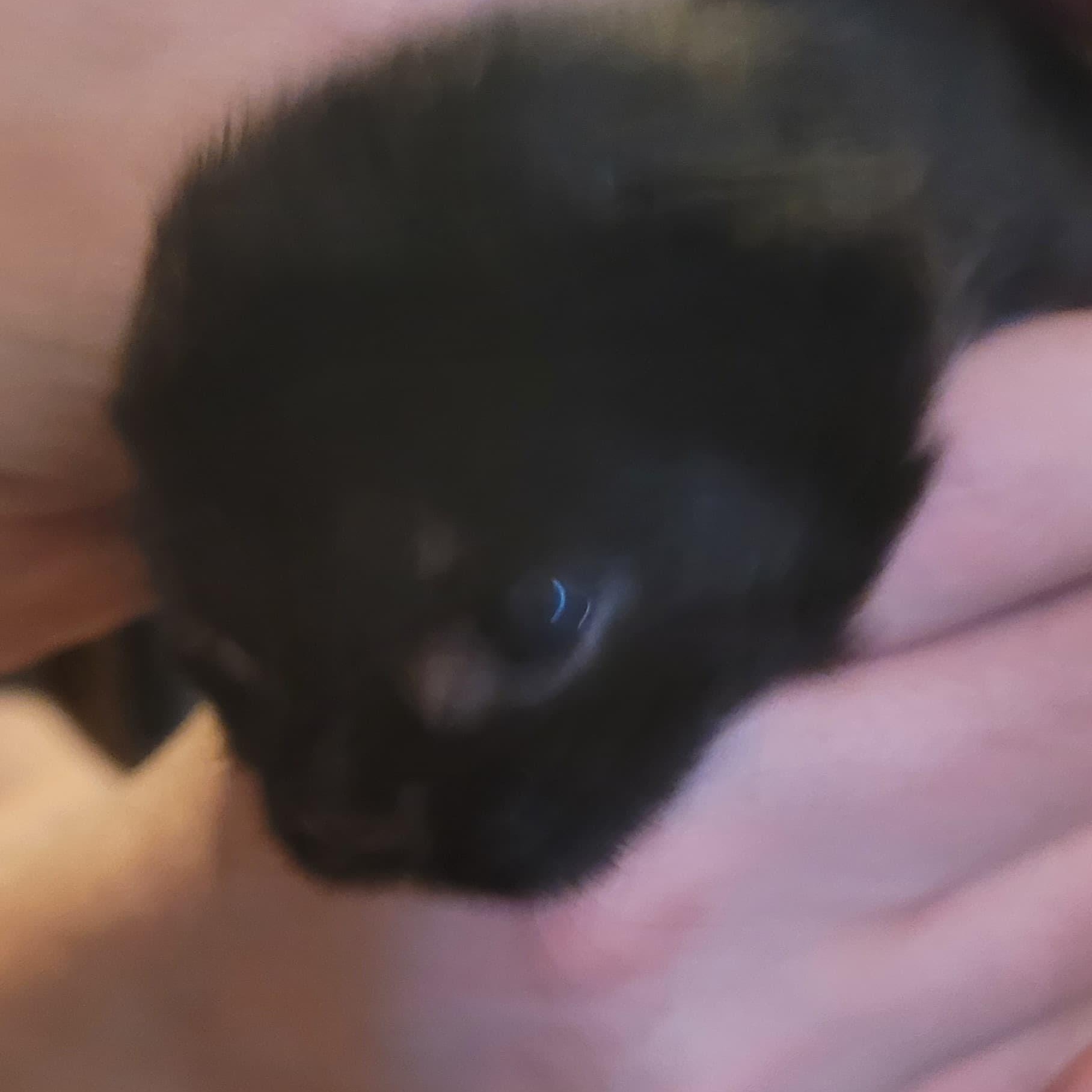 Sage, Adoptable, Kitten Male American Shorthair.