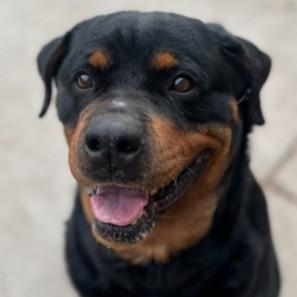 Reagan — thumbnail 2