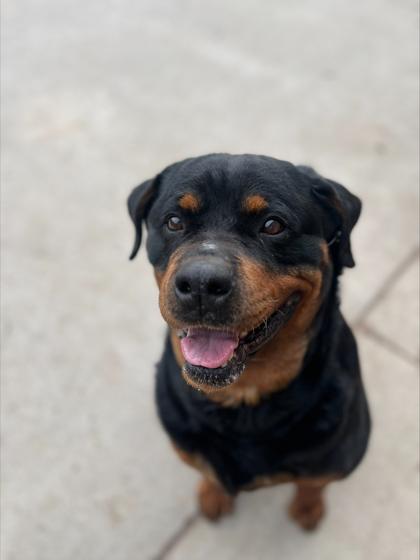 Reagan — thumbnail 3