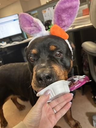 Reagan — thumbnail 4