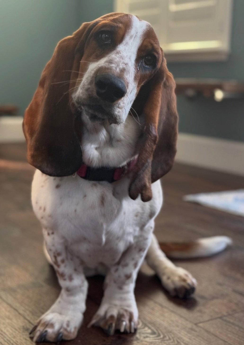 Enlarge Beatrice (Sparks), a Adopted Basset Hound in Petaluma, CA image 1/1