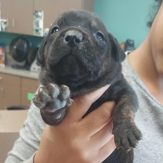 Dill, Adoptable, Puppy Male Pit Bull Terrier.