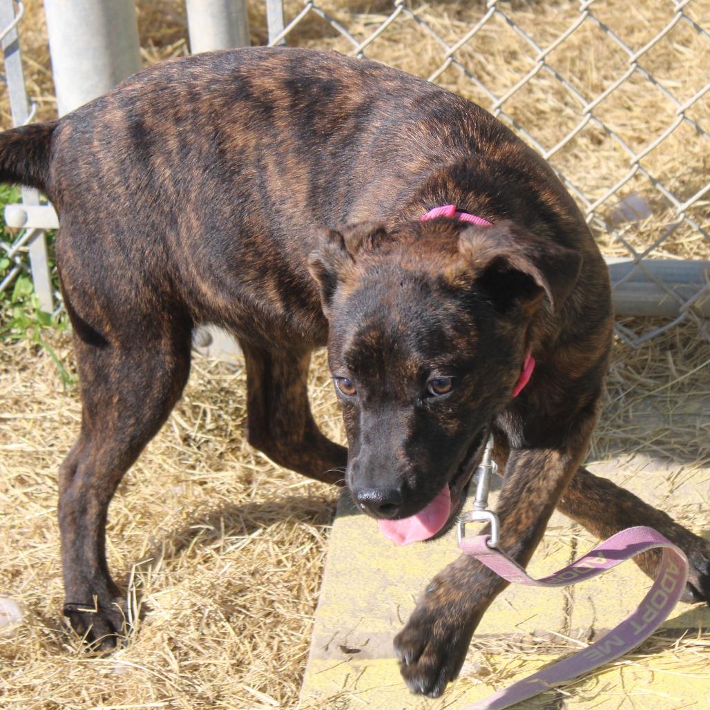 Enlarge Dill, a Adoptable Pit Bull Terrier in Cleveland, MS image 2/5