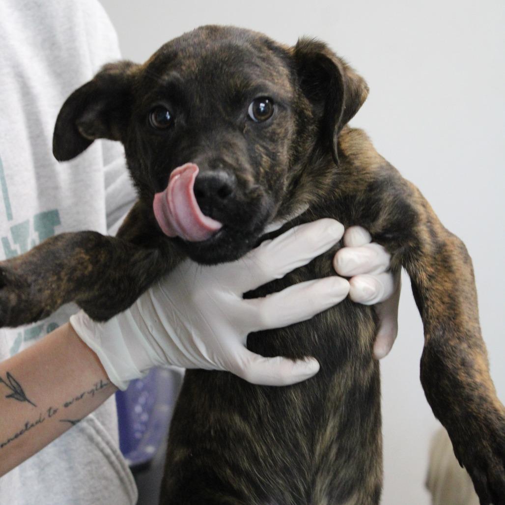 Enlarge Dill, a Adoptable Pit Bull Terrier in Cleveland, MS image 3/5