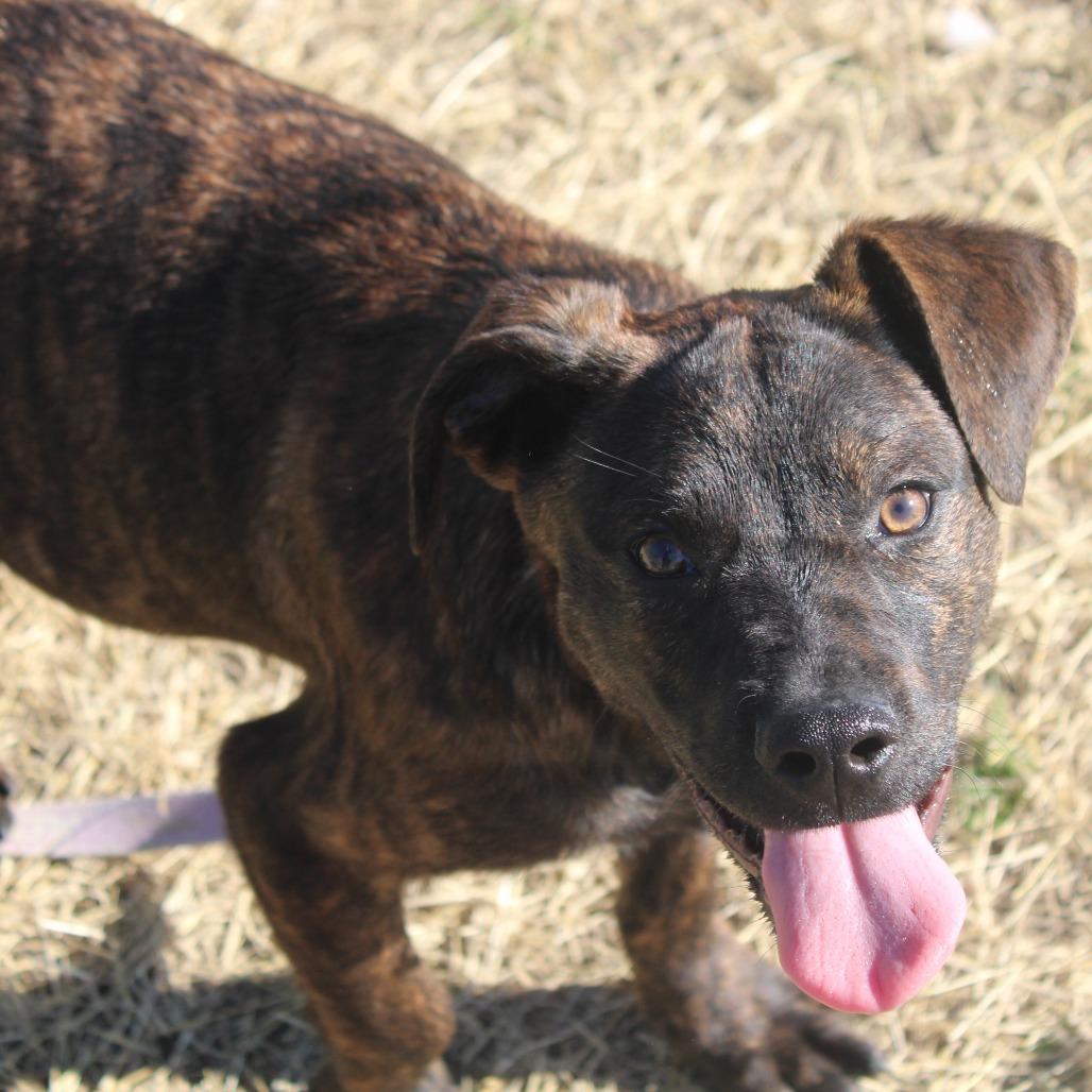 Enlarge Dill, a Adoptable Pit Bull Terrier in Cleveland, MS image 4/5