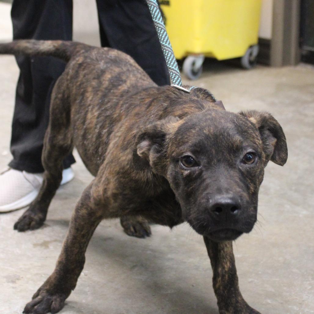 Enlarge Dill, a Adoptable Pit Bull Terrier in Cleveland, MS image 5/5