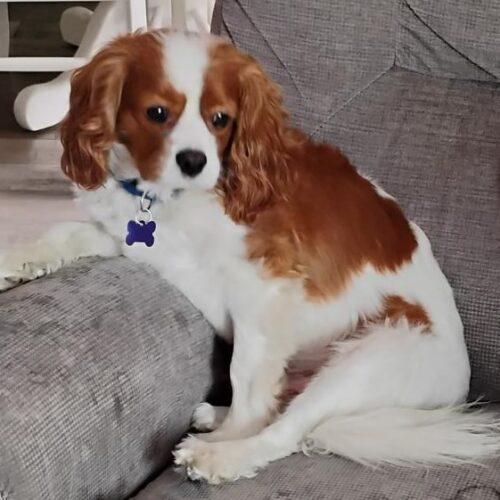 Aiden H 26110, Adoptable, Adult Male Cavalier King Charles Spaniel.