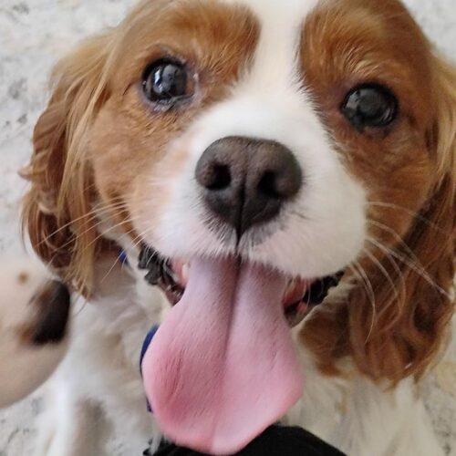 Enlarge Aiden H 26110, a Adoptable Cavalier King Charles Spaniel in Parker, CO image 2/4