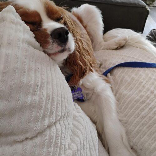 Enlarge Aiden H 26110, a Adoptable Cavalier King Charles Spaniel in Parker, CO image 3/4
