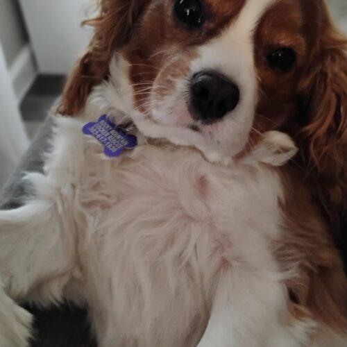 Enlarge Aiden H 26110, a Adoptable Cavalier King Charles Spaniel in Parker, CO image 4/4