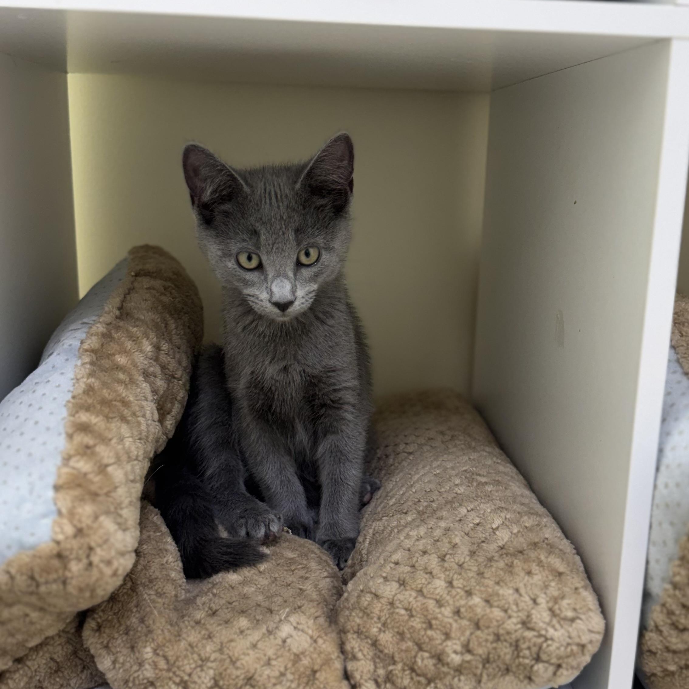 Calvin (Klein), an adopted Tabby in East Northport, NY image 3/3