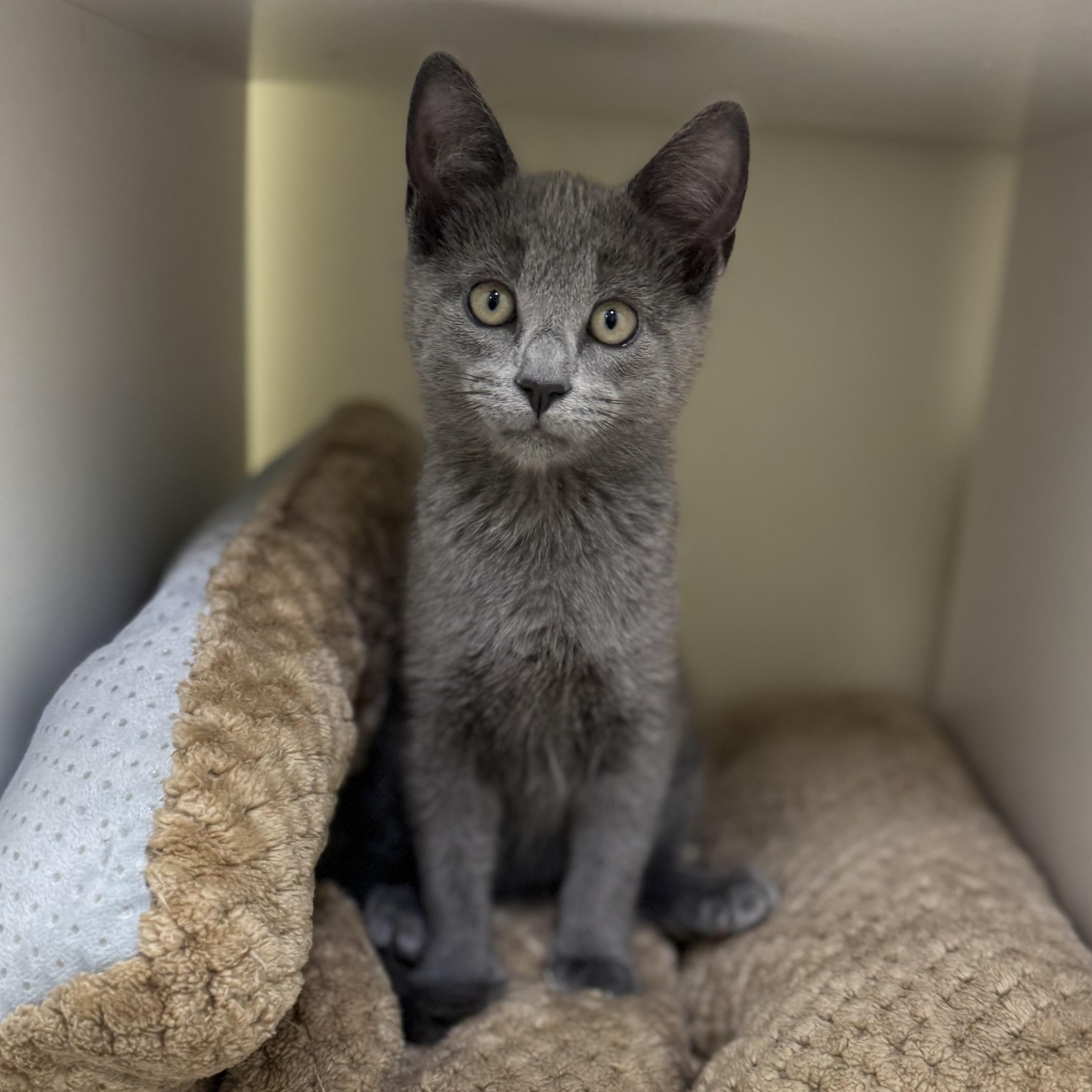 Calvin (Klein), an adopted Tabby in East Northport, NY image 2/3