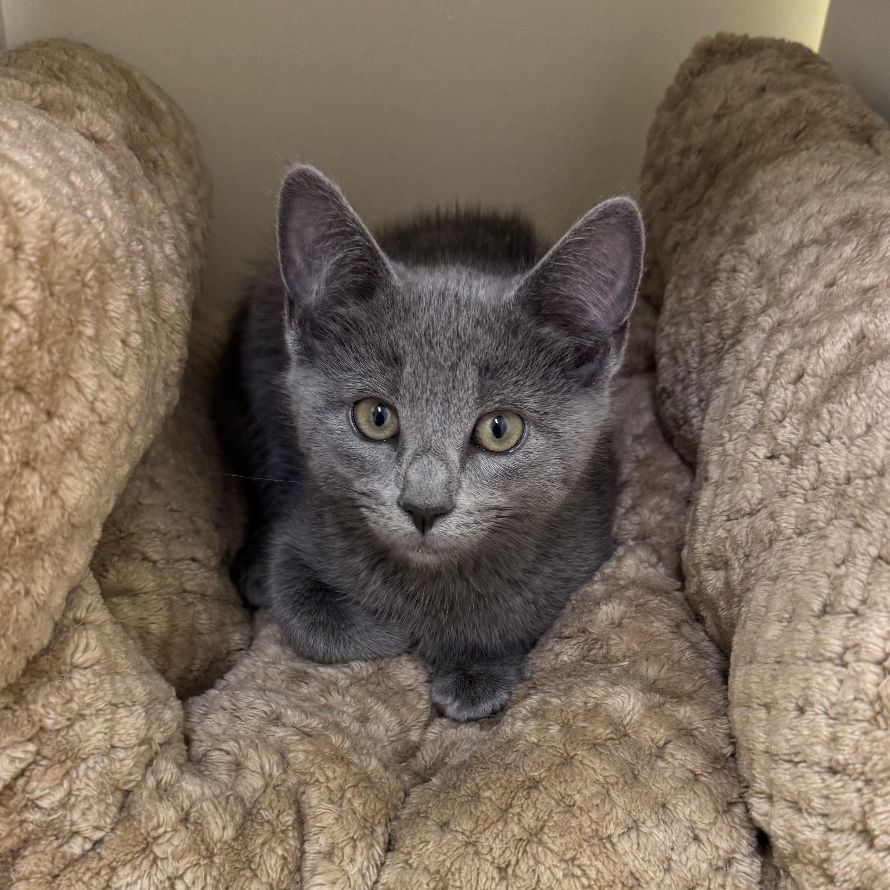Calvin (Klein), an adopted Tabby in East Northport, NY image 1/3