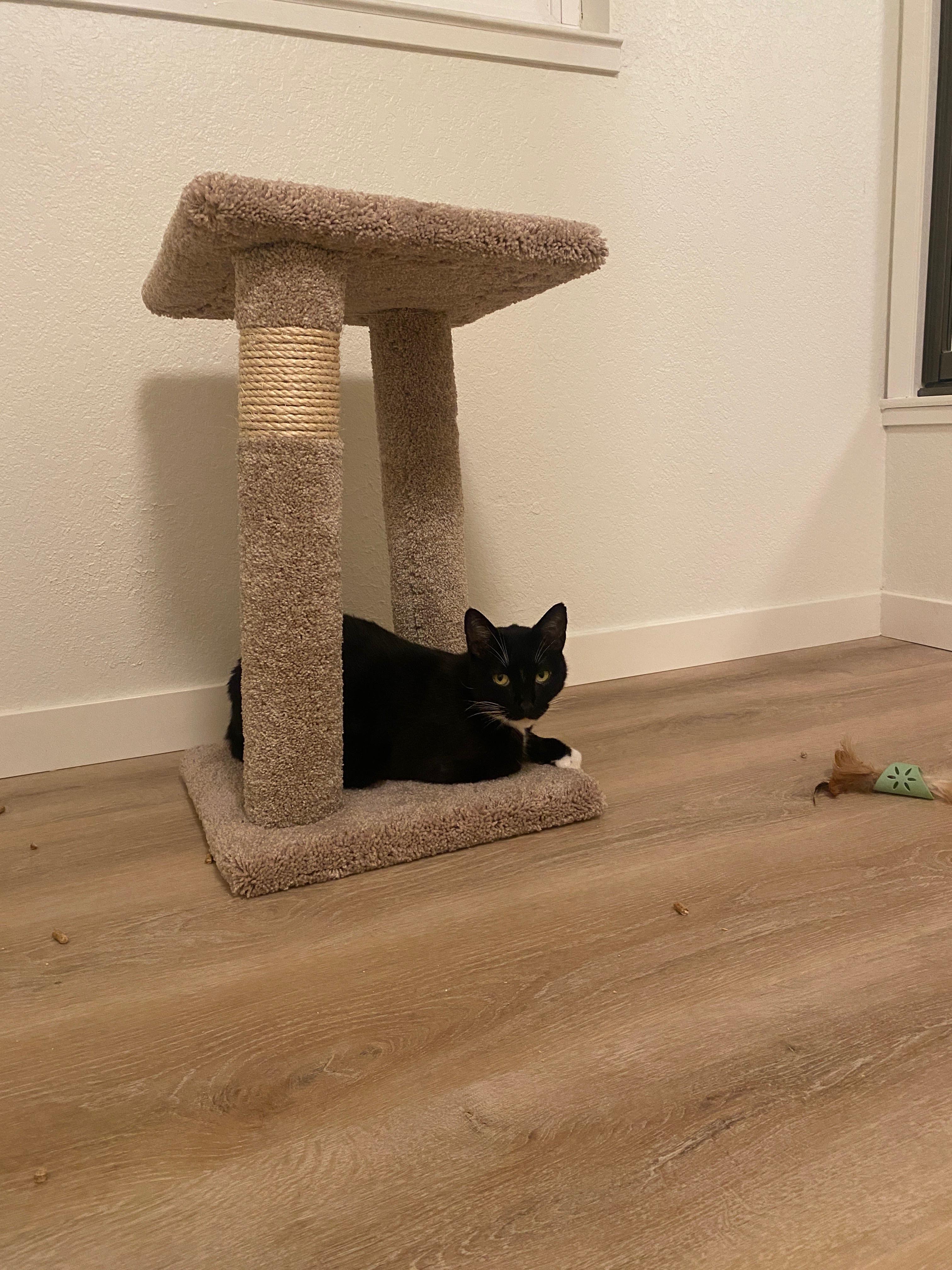 Enlarge Frank, a ADOPTABLE Domestic Short Hair in San Andreas, CA image 2/2