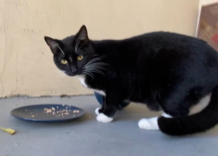 Frank, ADOPTABLE, Senior Male Domestic Short Hair.