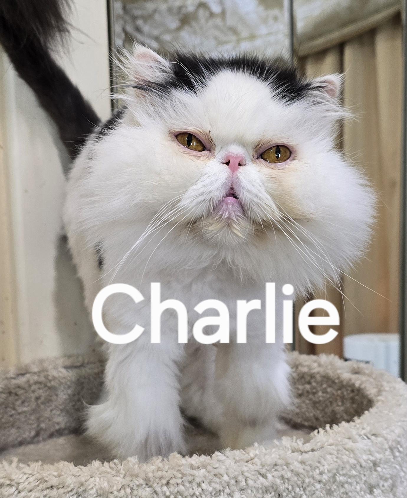 CHARLIE, an adopted Persian in Indianapolis, IN image 1/5