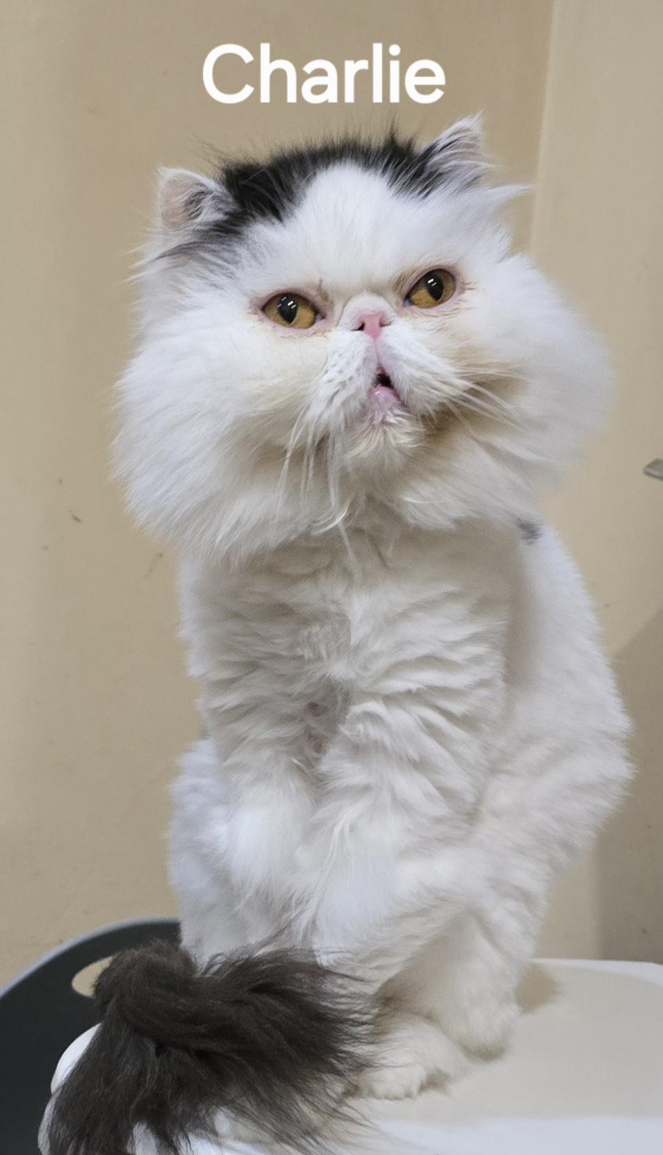 CHARLIE, an adopted Persian in Indianapolis, IN image 5/5