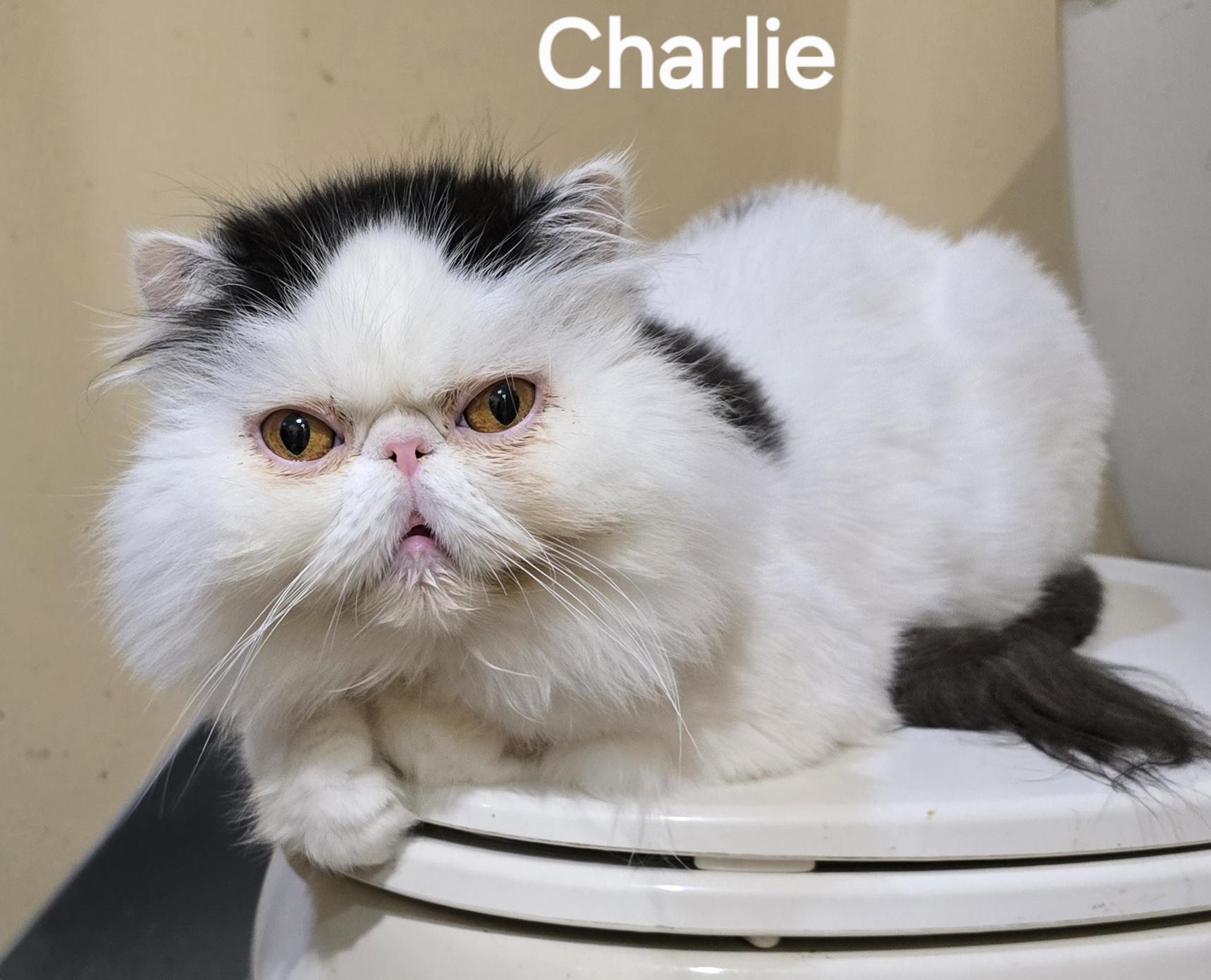 CHARLIE, an adopted Persian in Indianapolis, IN image 2/5