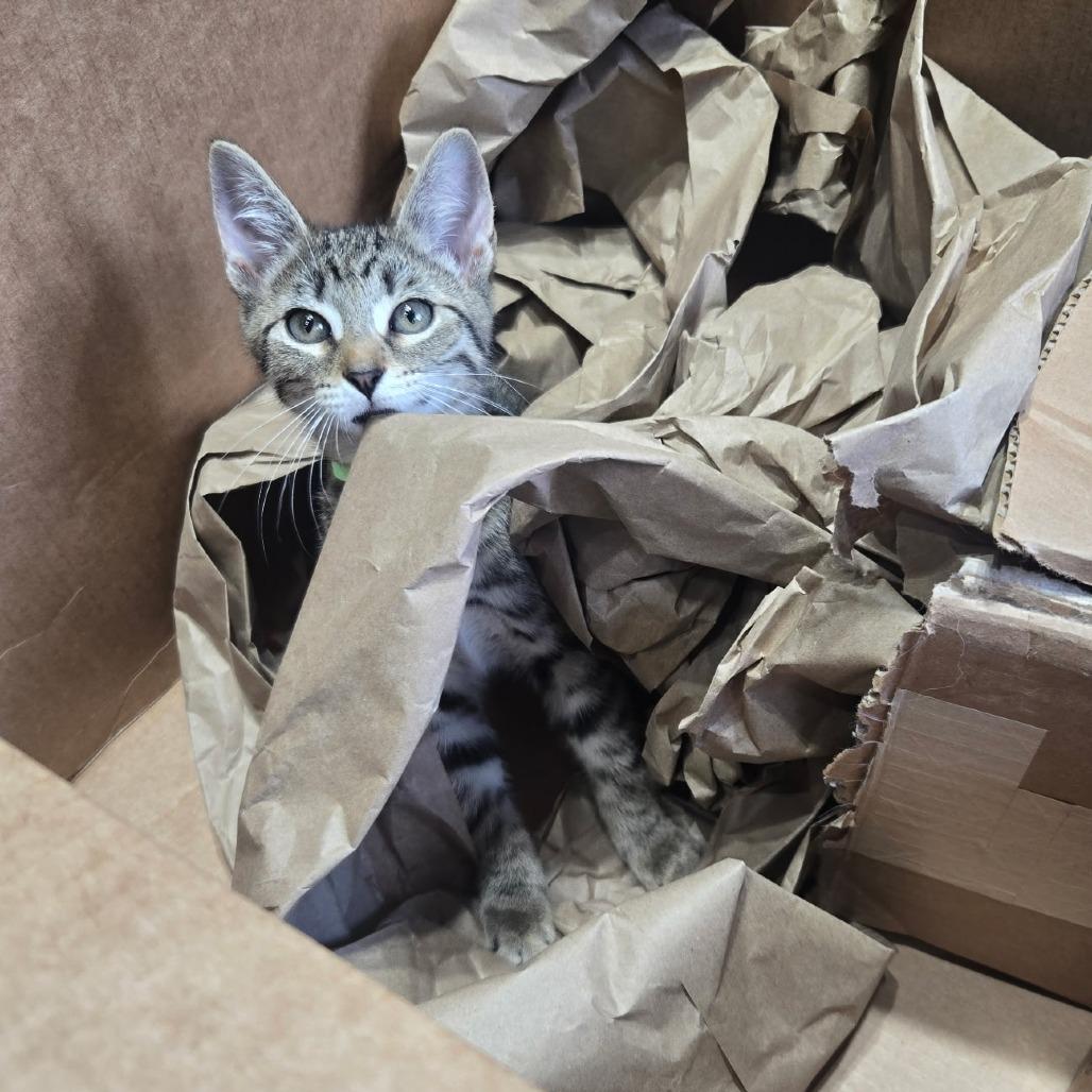 Ribosome, a Adoptable Domestic Short Hair in Wichita, KS image 1/6
