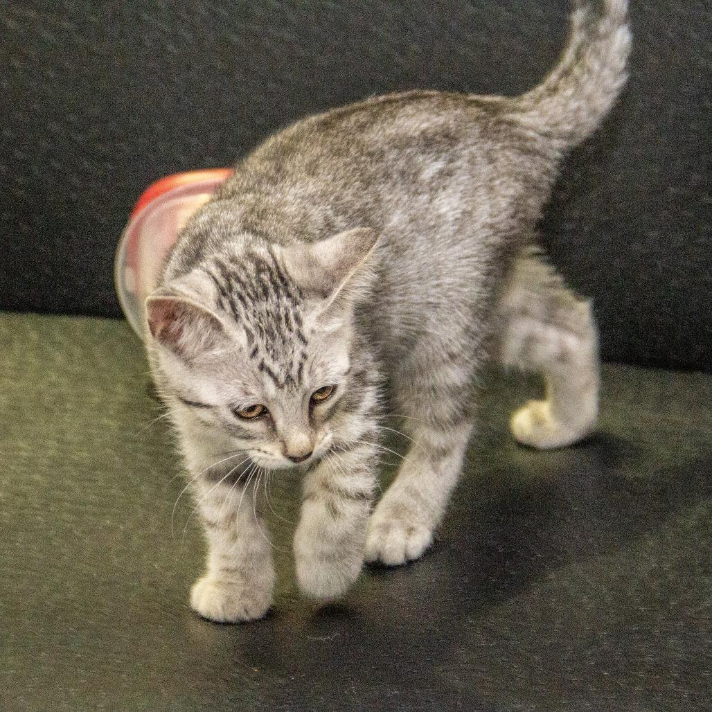 Ribosome, a Adoptable Domestic Short Hair in Wichita, KS image 2/6