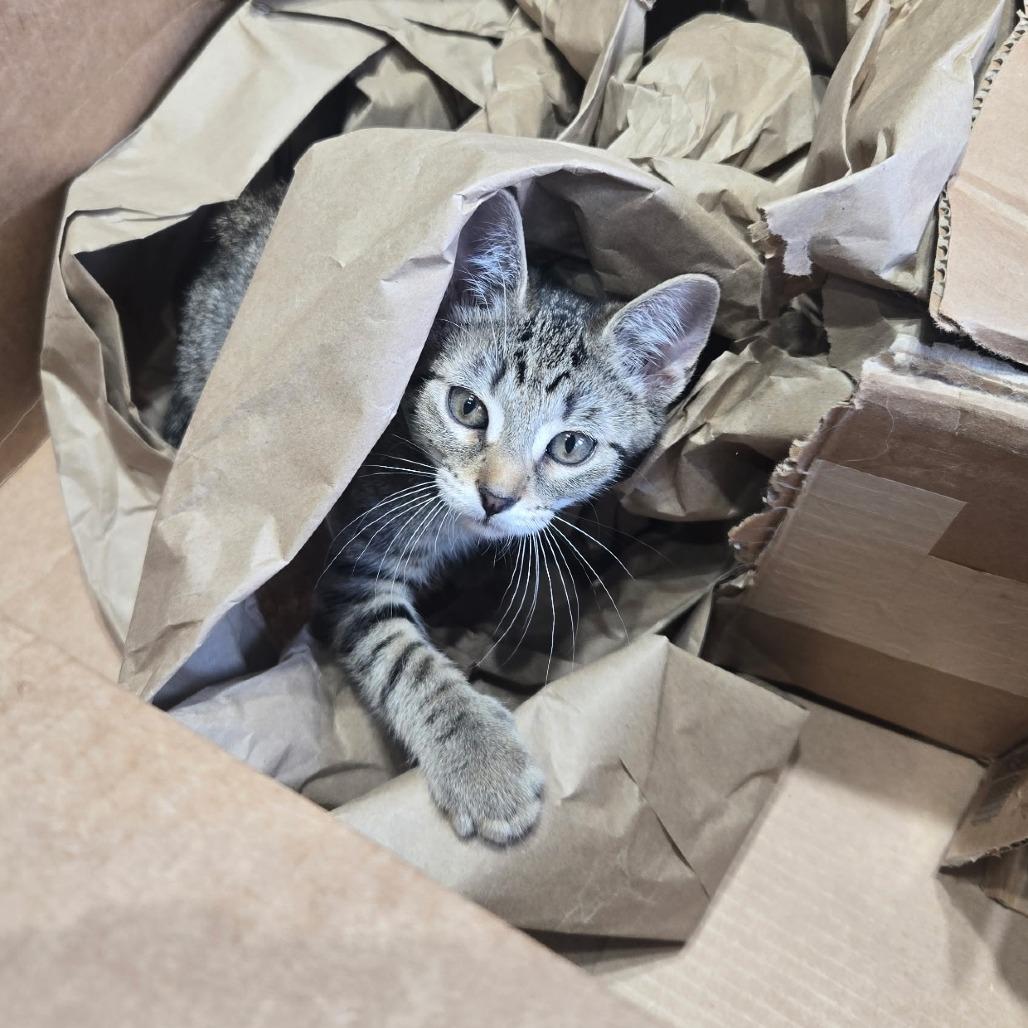 Ribosome, a Adoptable Domestic Short Hair in Wichita, KS image 3/6