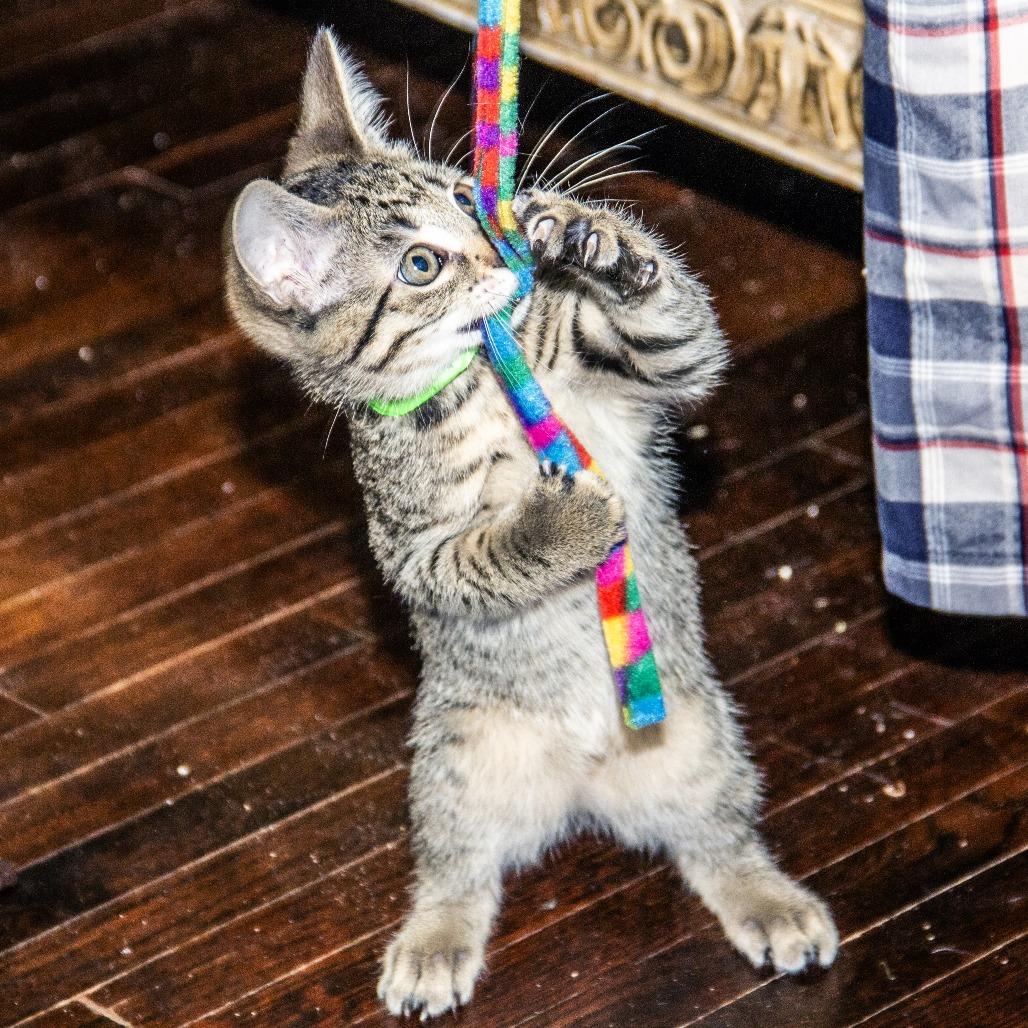 Ribosome, a Adoptable Domestic Short Hair in Wichita, KS image 4/6