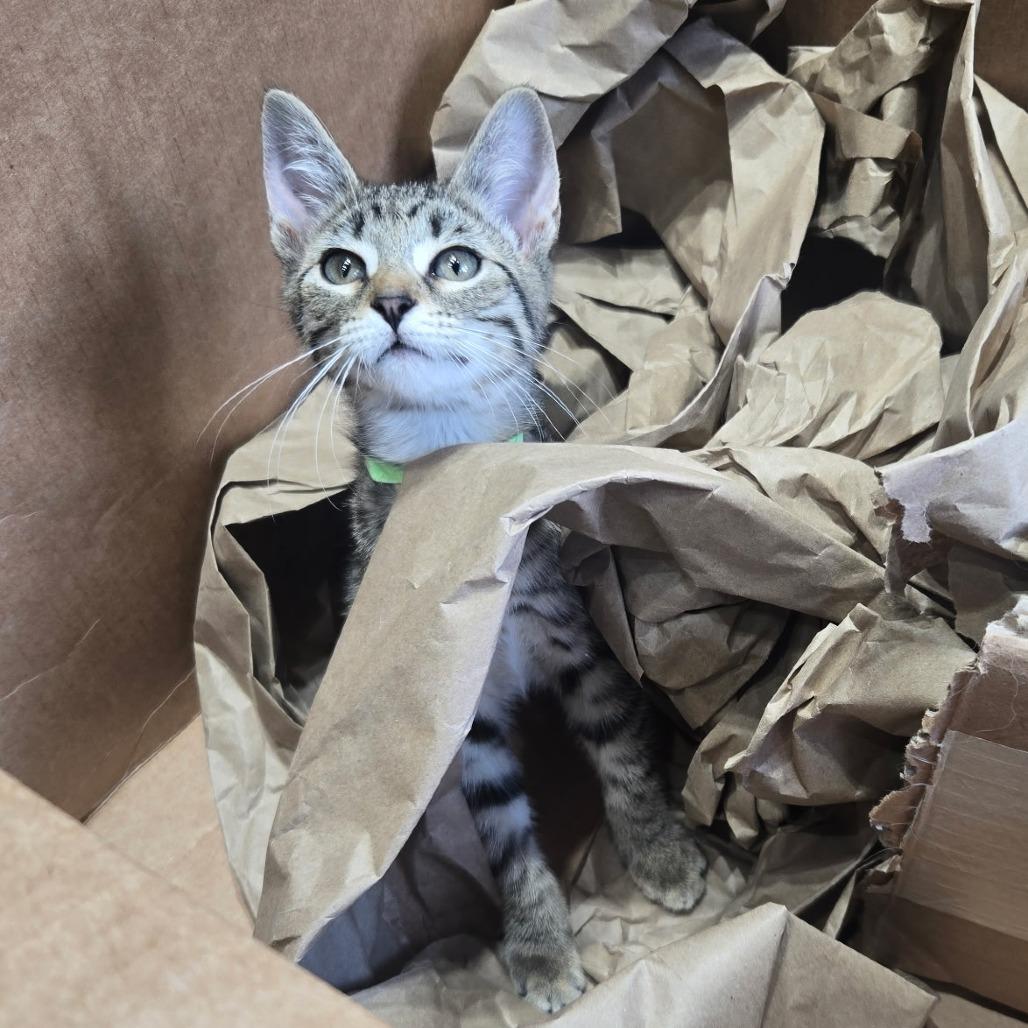 Ribosome, a Adoptable Domestic Short Hair in Wichita, KS image 5/6