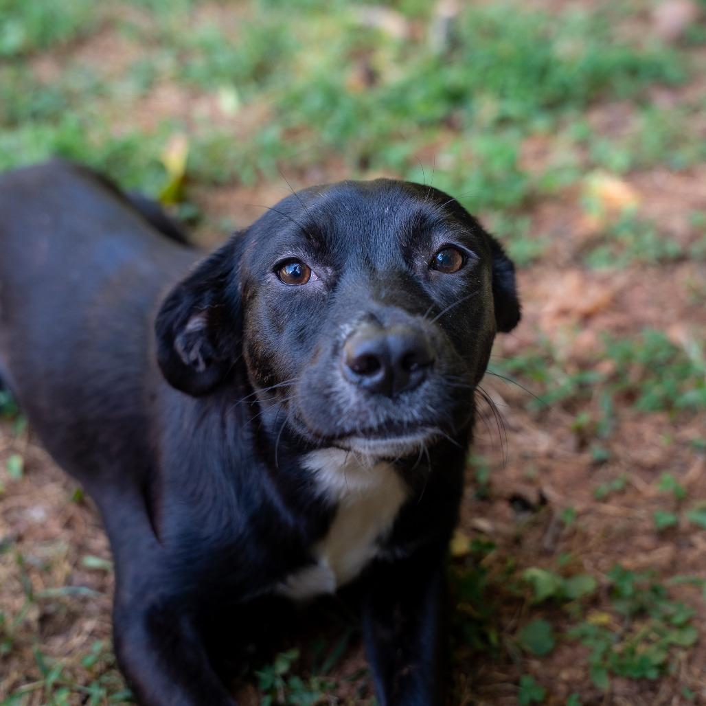 Poppie, Adoptable, Young Female Mixed Breed.