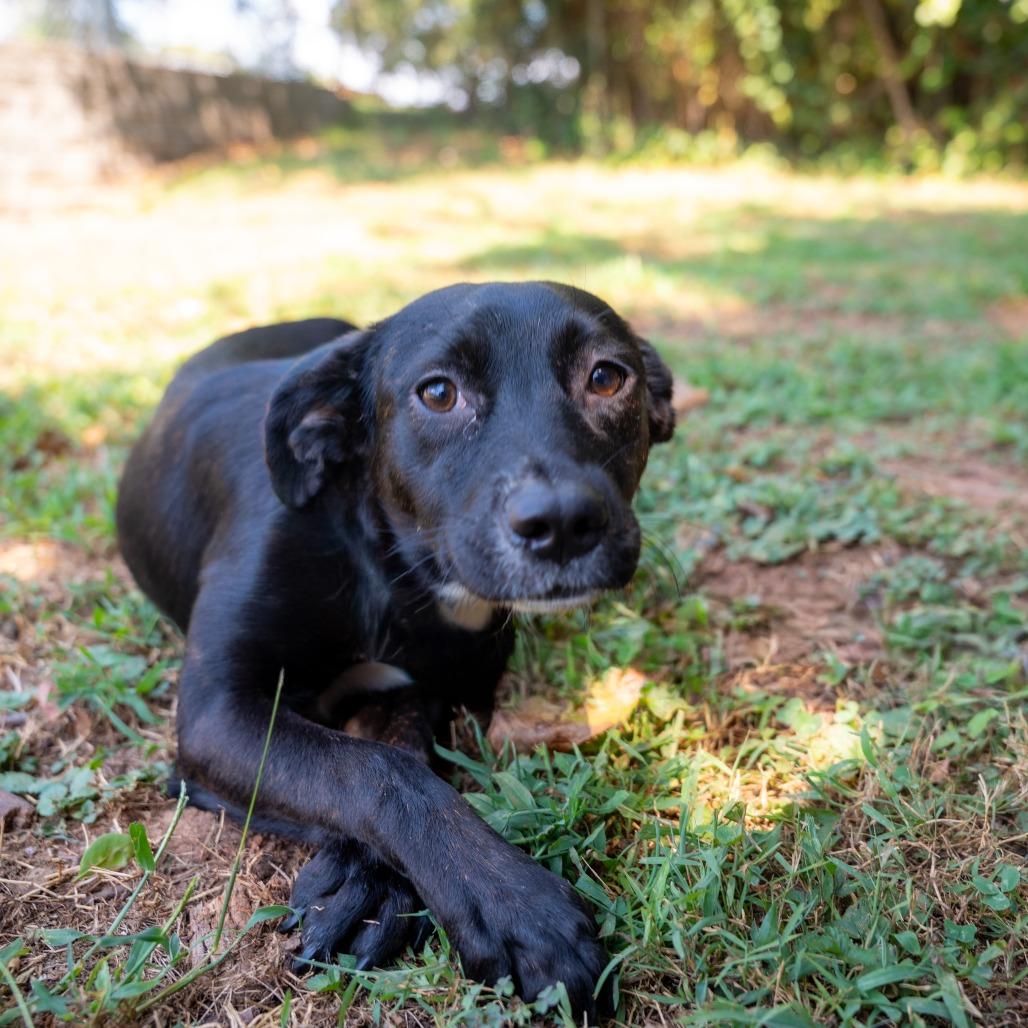 Enlarge Poppie, a Adoptable Mixed Breed in Gainesville, GA image 2/2