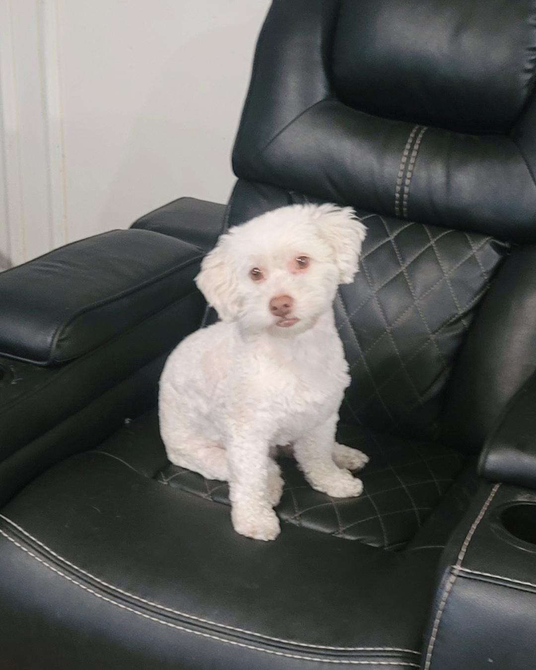 Ollie (I love playing fetch!), an adoptable Maltipoo, Bichon Frise in Palo Alto, CA, 94306 | Photo Image 4