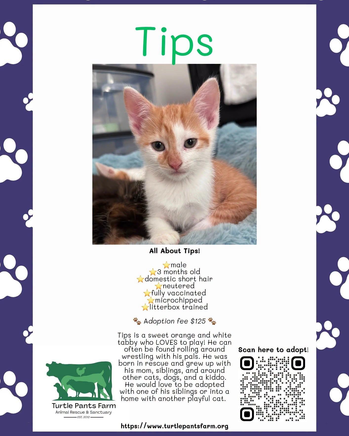 Tips, Adoptable, Kitten Male Domestic Short Hair.