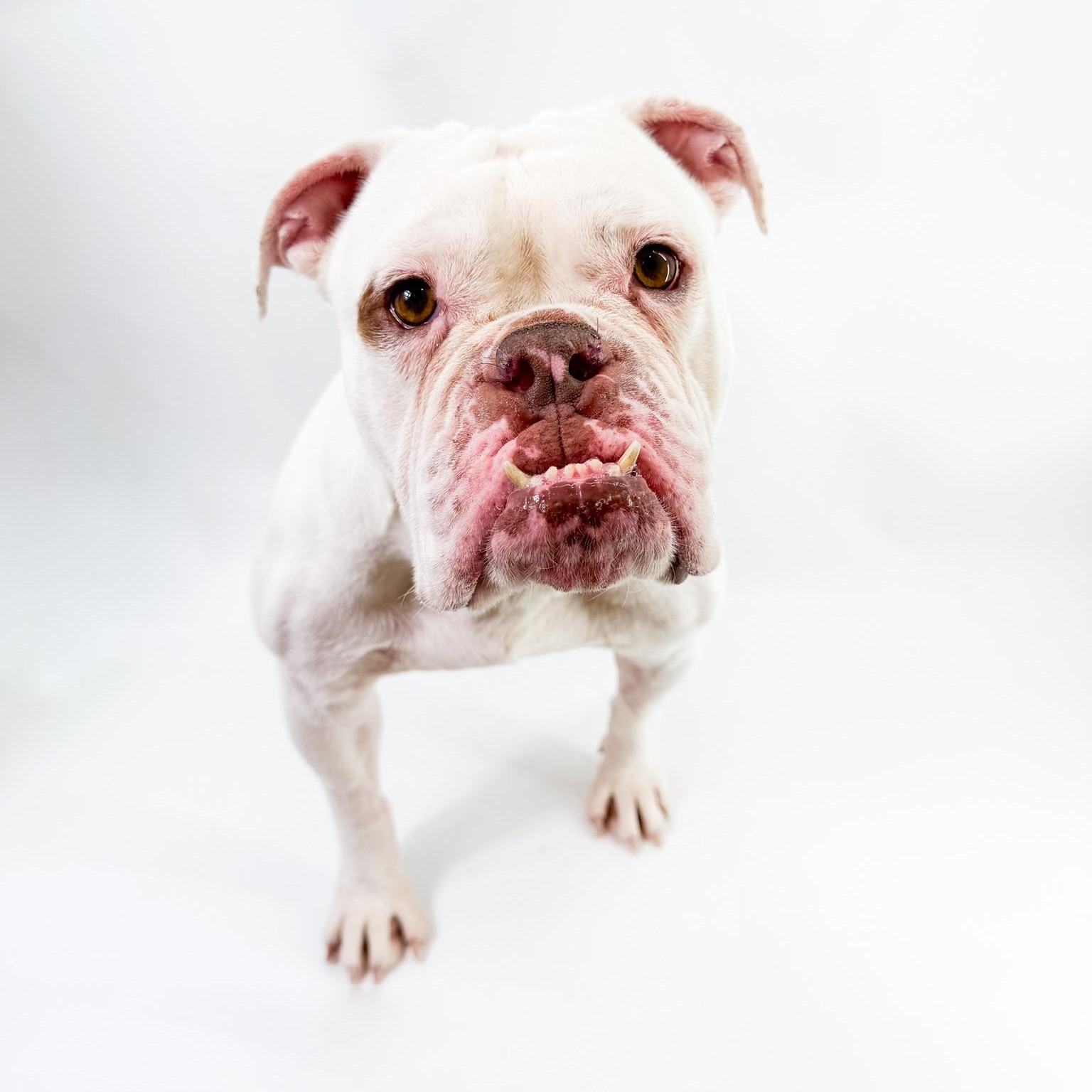 Casper, an adopted mixed breed in Scottsdale, AZ image 3/5