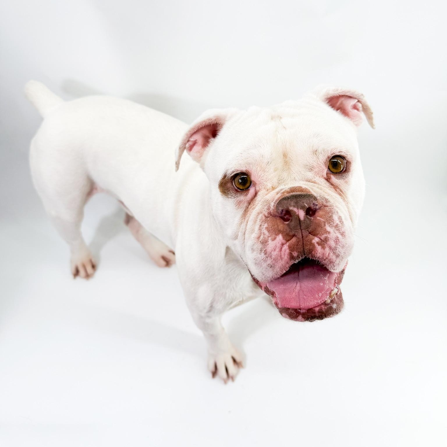 Casper, ADOPTABLE, Adult Male English Bulldog.